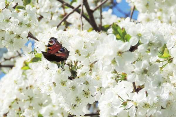 Frühling - Tagpfauenauge auf Kirschblüten